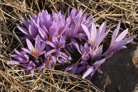 Image of Colchicum hierosolymitanum Feinbrun