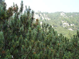 Image of Mountain Pine