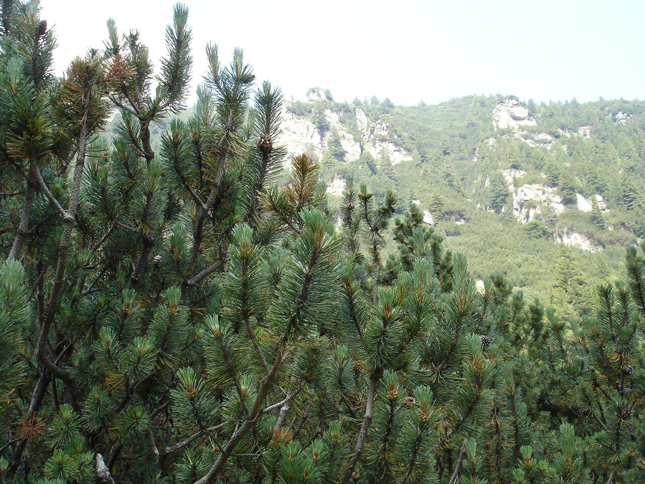 Image of Mountain Pine