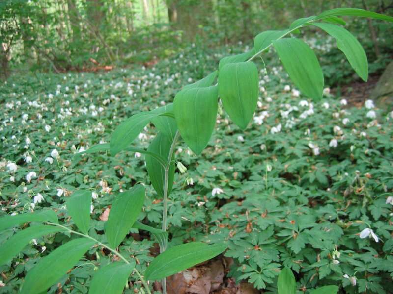 Image of Common Solomon’s-seal