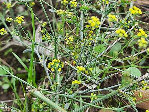 Image of Bupleurum exaltatum M. Bieb.