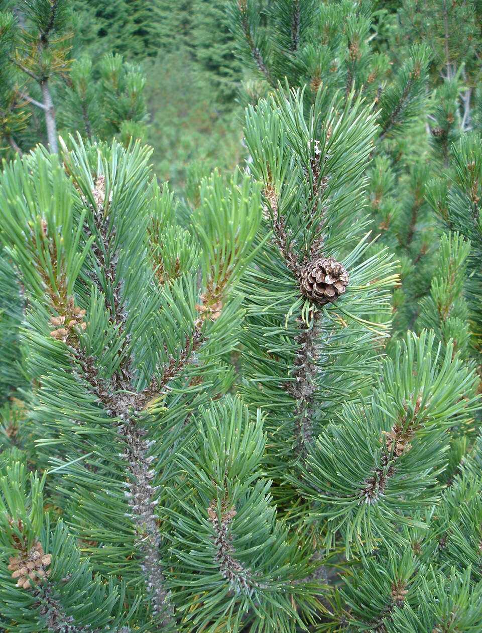 Image of Mountain Pine