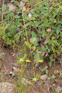 Image of pearly globe amaranth