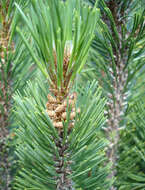 Image of Mountain Pine