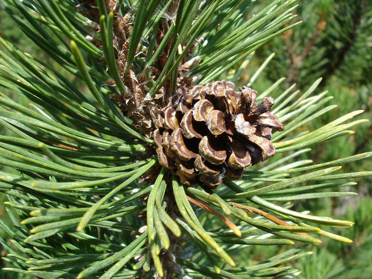 Image of Mountain Pine