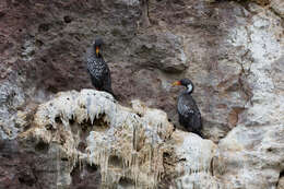 Plancia ëd Phalacrocorax gaimardi (Garnot 1828)