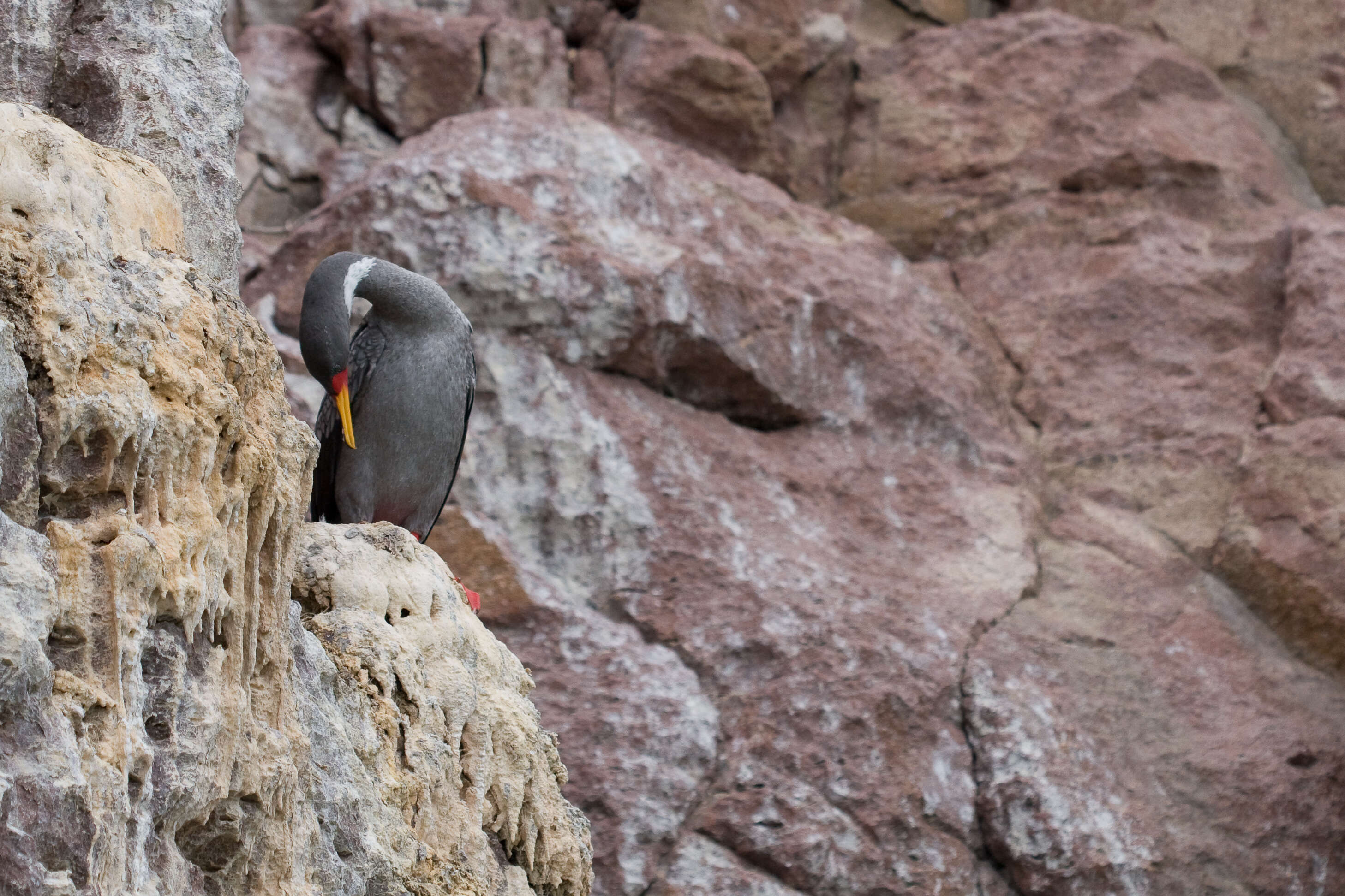 Image of Red-legged Cormorant