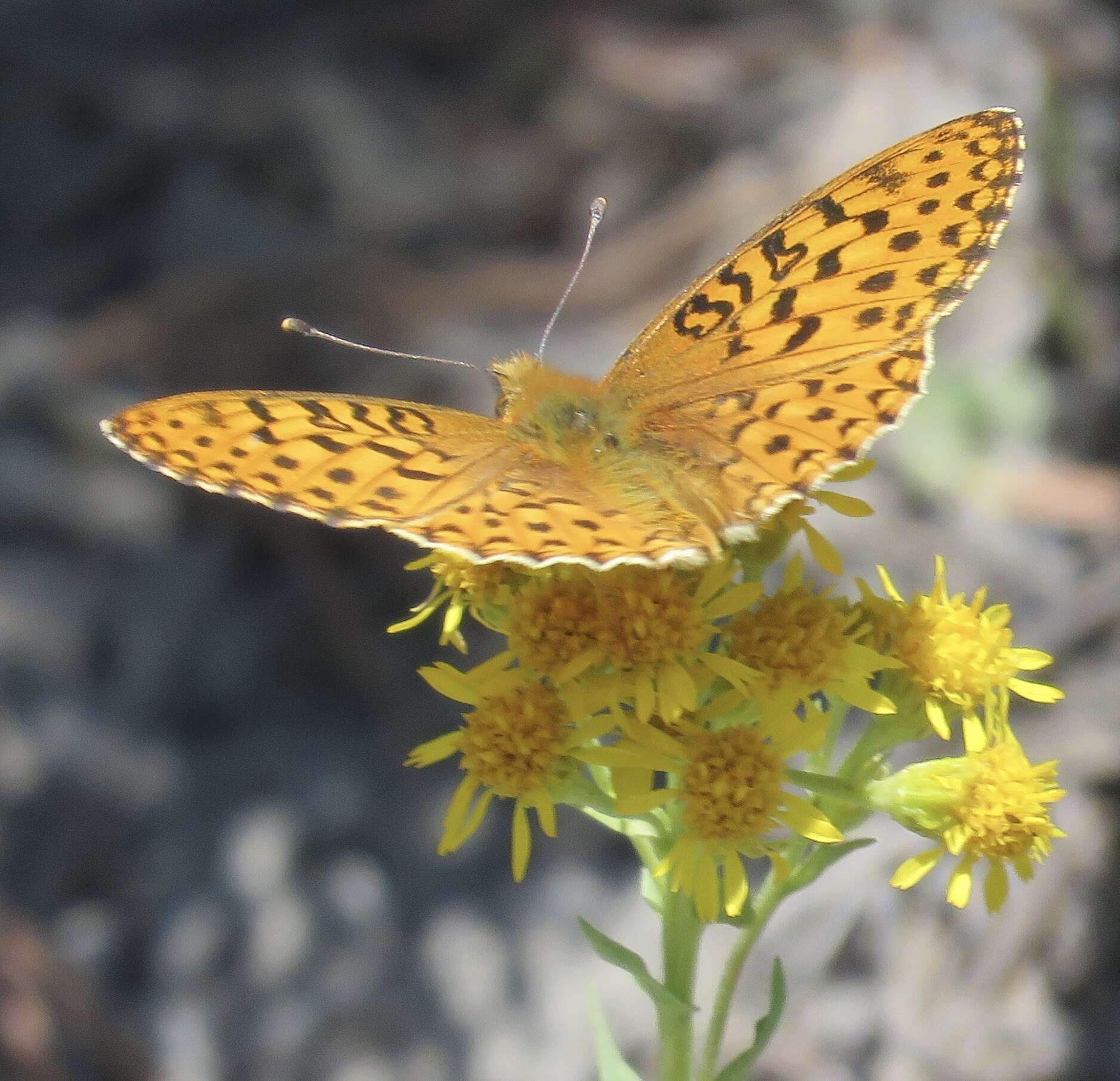 Image of Mormon Fritillary