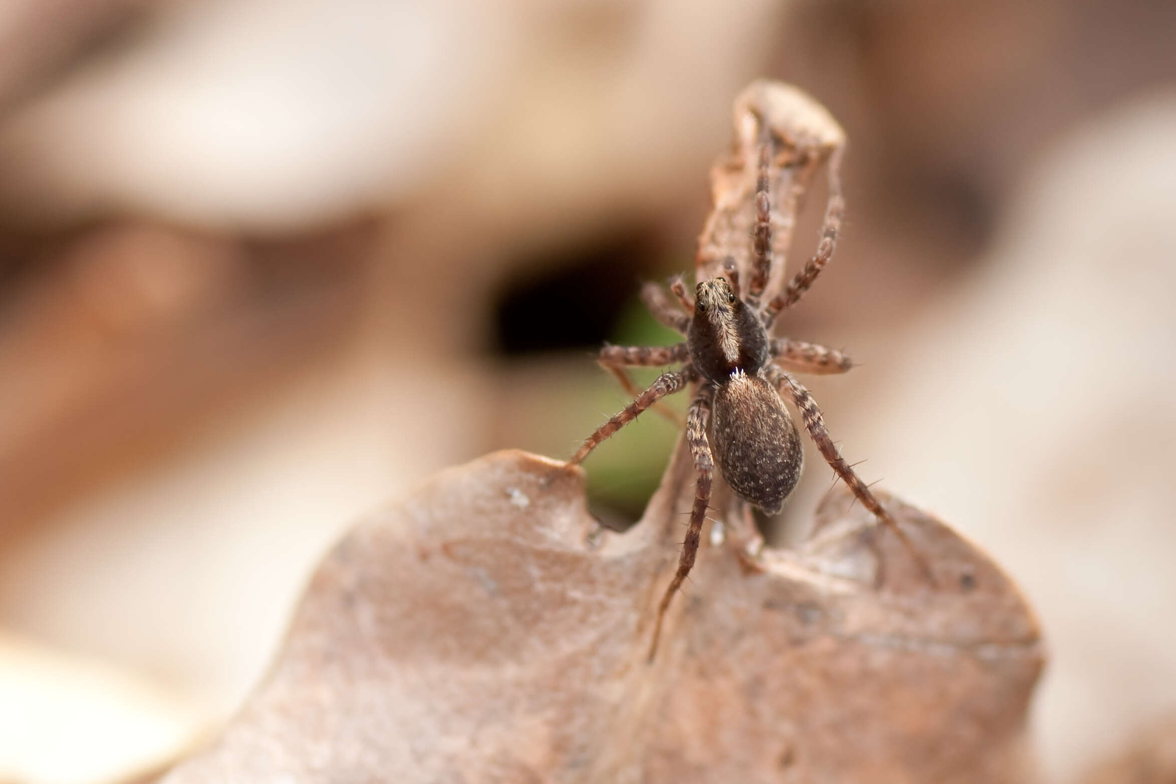 Image of Pardosa lugubris (Walckenaer 1802)