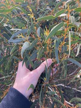 Image of mount lesueur mallee