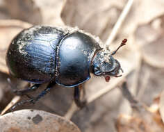 Слика од Anoplotrupes