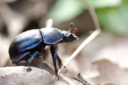 Слика од Anoplotrupes