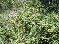 Image of European privet