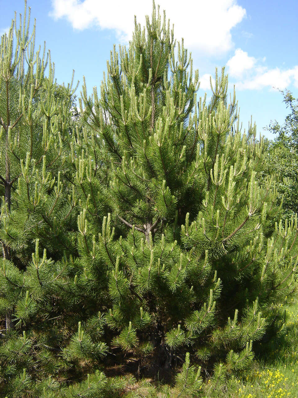 Image of Black Pine