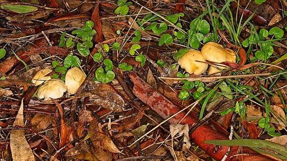 Image of Leucopaxillus cerealis (Lasch) Singer 1962