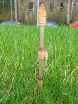 Image of field horsetail