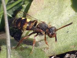 Image of Nomada zonata Panzer 1798