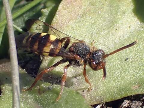 Image de Nomada zonata Panzer 1798