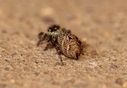 Image of Evarcha prosimilis Wesolowska & Cumming 2008