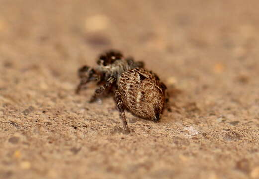 Image of Evarcha prosimilis Wesolowska & Cumming 2008