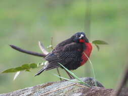 Image of Red-breasted Blackbird