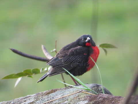 Image of Red-breasted Blackbird