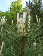 Image of Black Pine