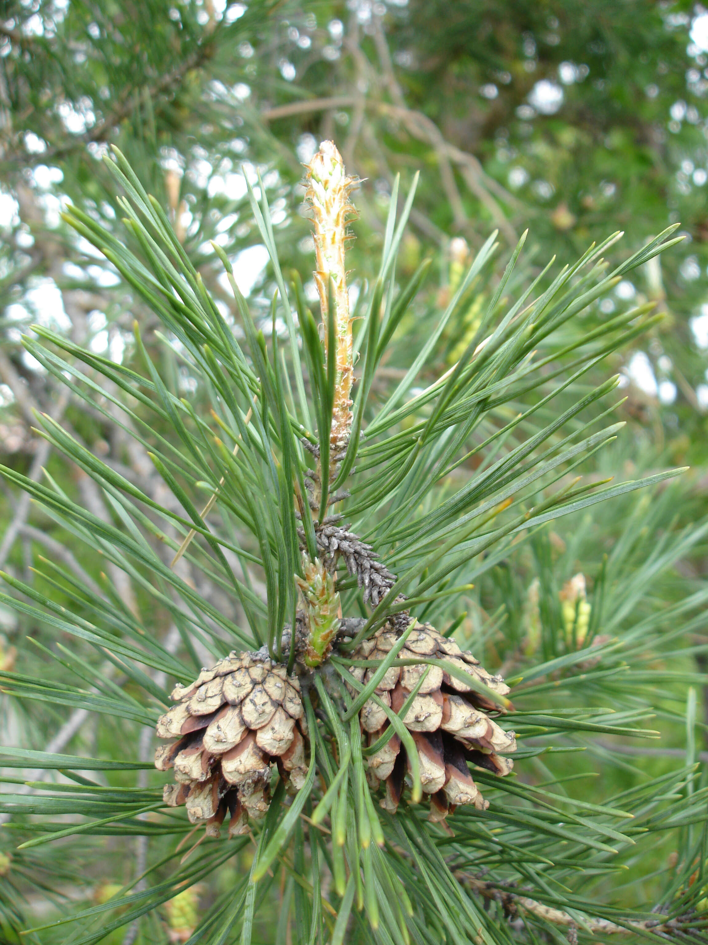 Image of Scotch Pine