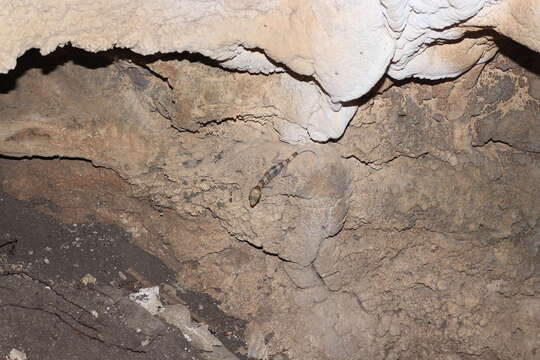 Image of Cardamon Forest Gecko