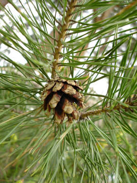 Image of Scotch Pine