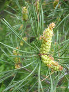 Image of Scotch Pine