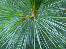 Imagem de Pinus peuce Griseb.