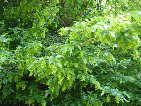 Image of Eastern Hornbeam