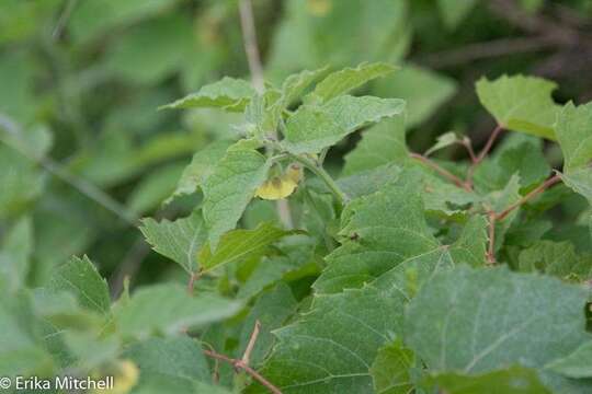 Image of clammy groundcherry