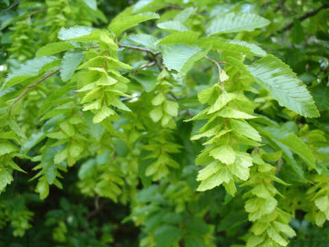 Image of Eastern Hornbeam