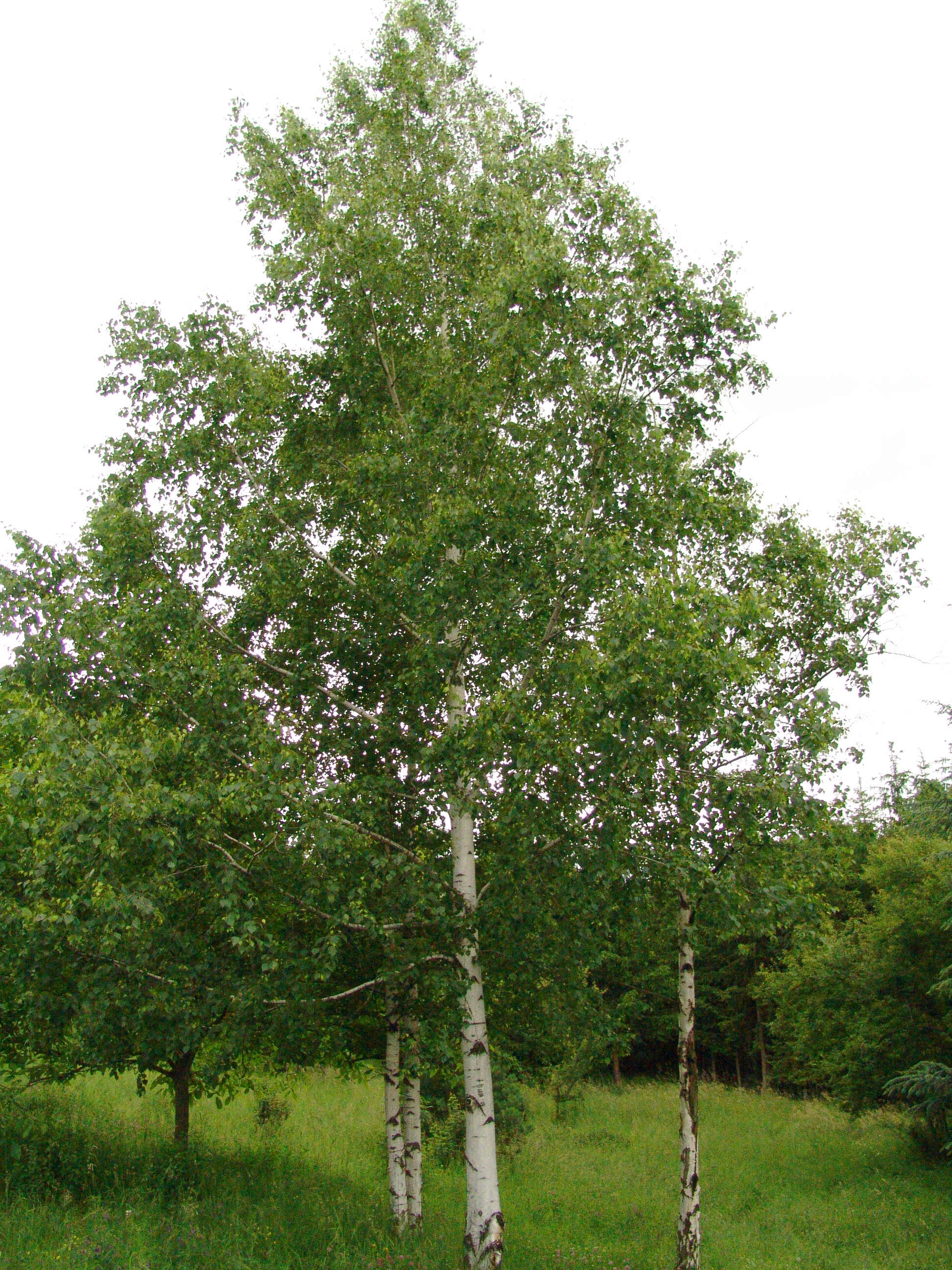 Image of Common Birch