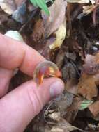 Image de Mycena crocata (Schrad.) P. Kumm. 1871