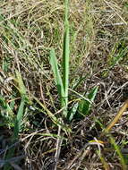 Image of Chlorophytum cooperi (Baker) Nordal