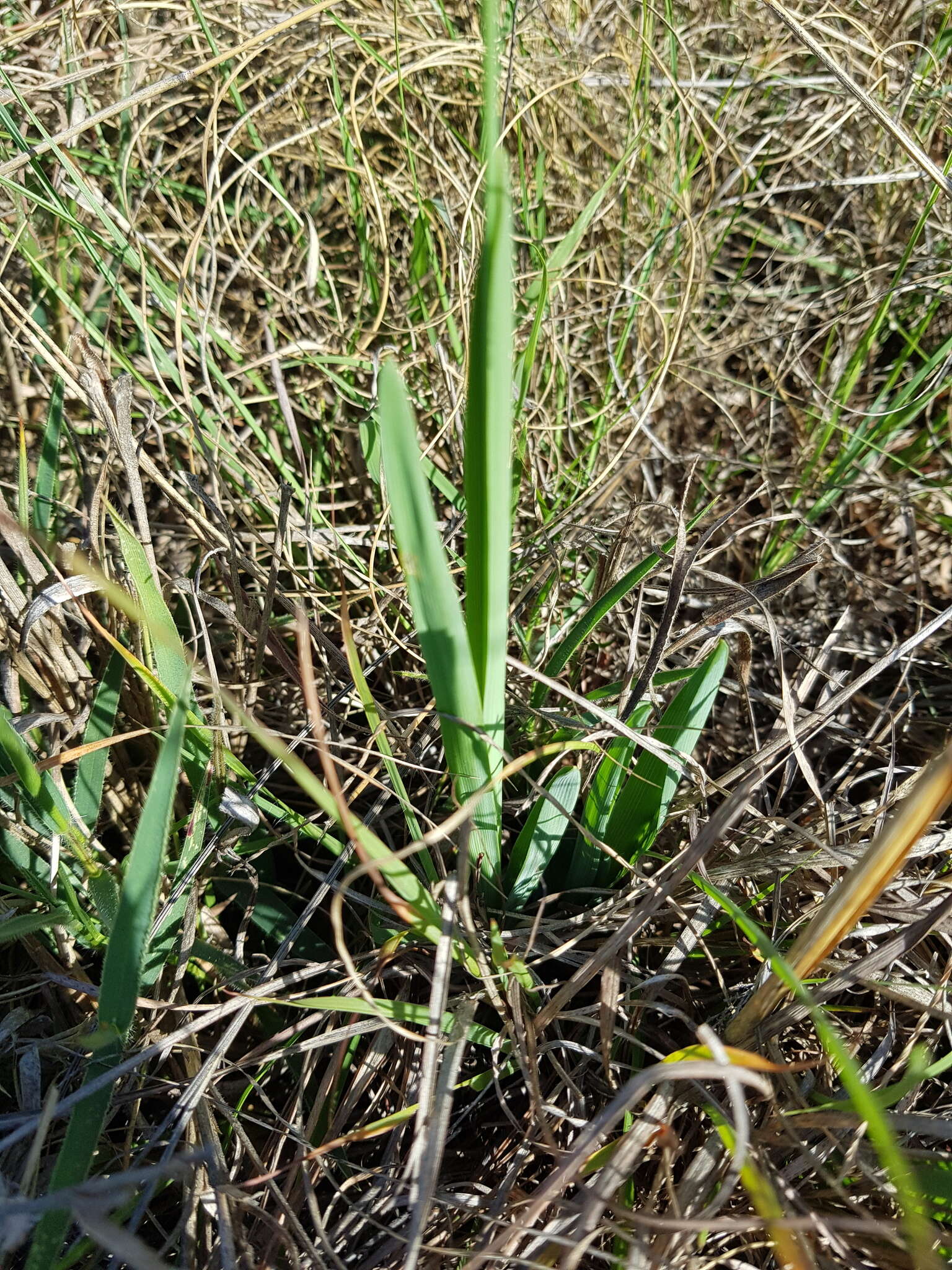 Image of Chlorophytum cooperi (Baker) Nordal