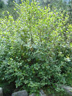 Imagem de Alnus alnobetula (Ehrh.) K. Koch