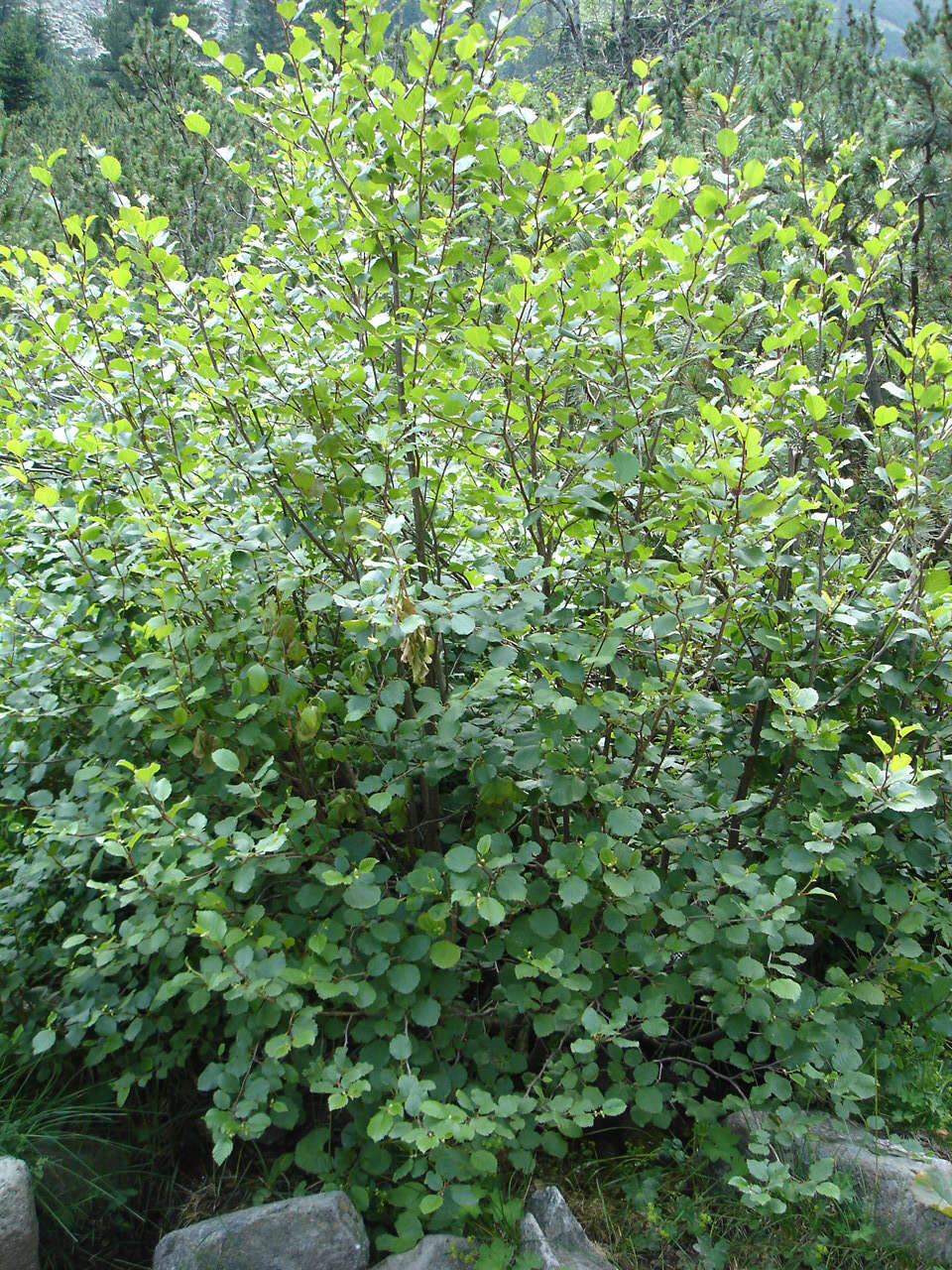 Imagem de Alnus alnobetula (Ehrh.) K. Koch