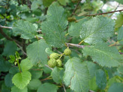 Imagem de Alnus alnobetula (Ehrh.) K. Koch