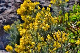 Image of Genista microphylla DC.