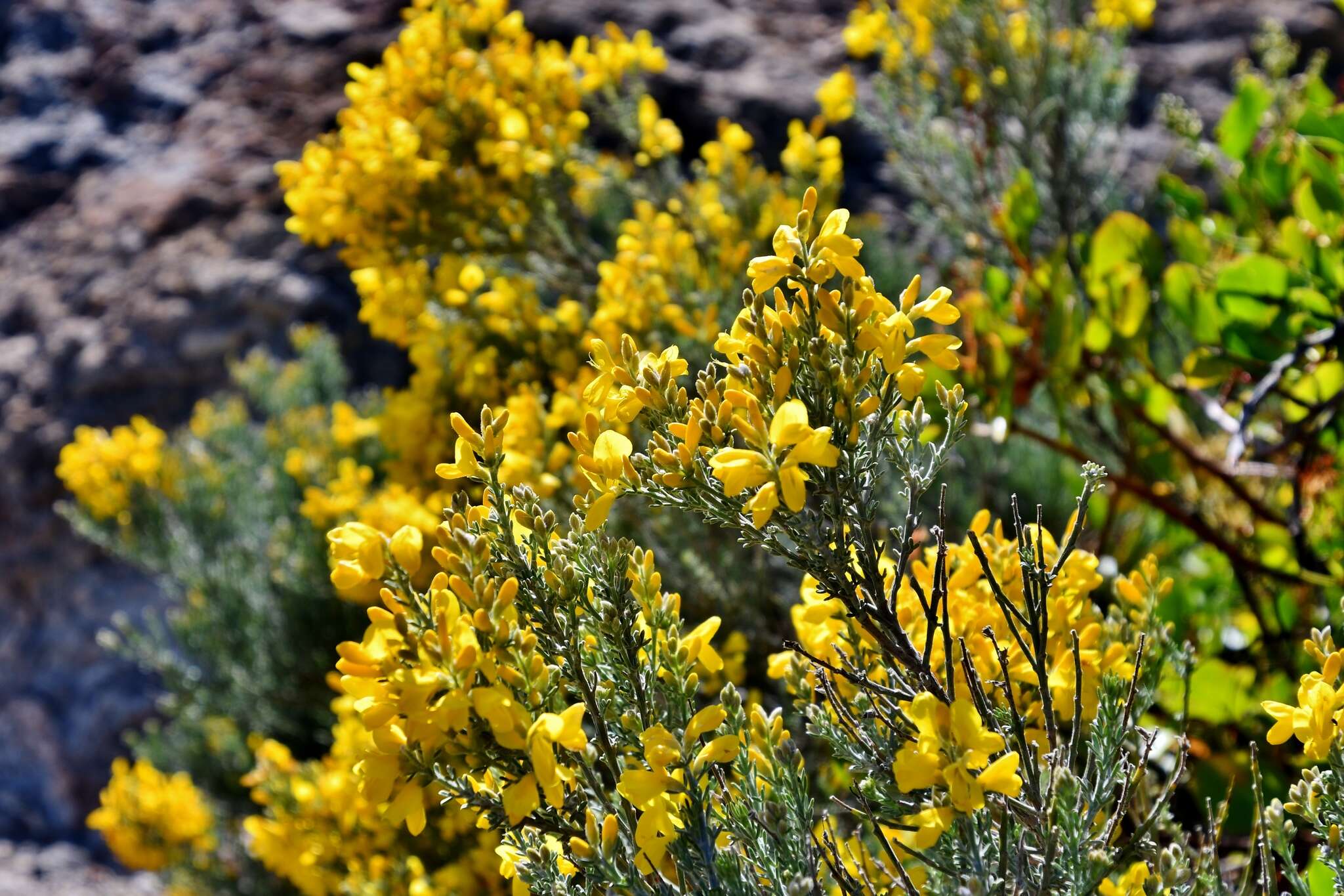 Image of Genista microphylla DC.