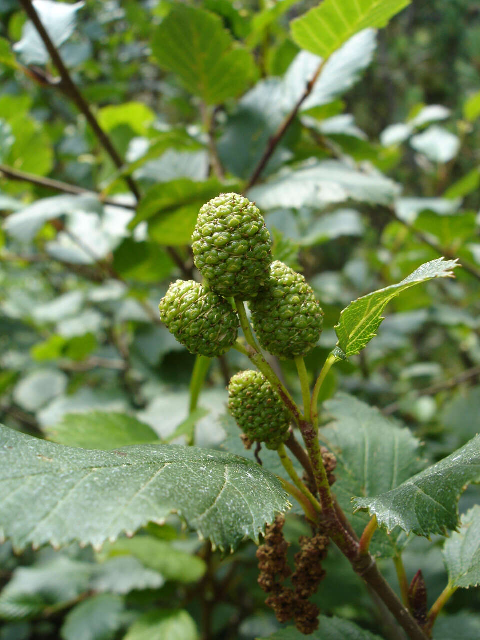 Imagem de Alnus alnobetula (Ehrh.) K. Koch