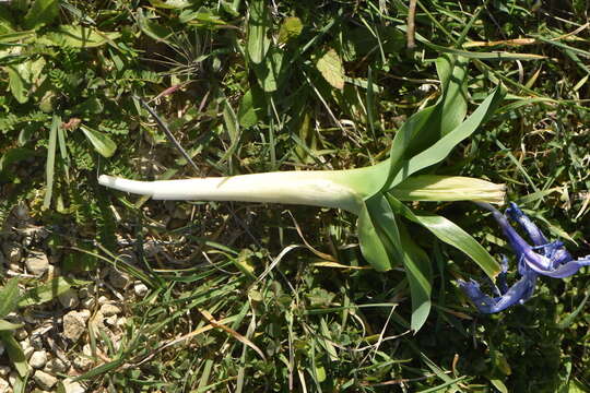 Imagem de Iris planifolia (Mill.) T. Durand & Schinz