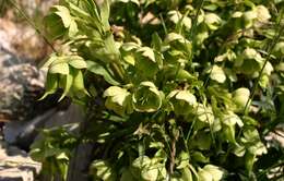 Image of Stinking Hellebore