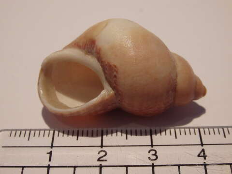 Image of Common pheasant shell