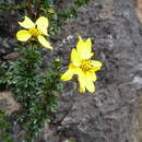 صورة Coreopsis sherffii Blake