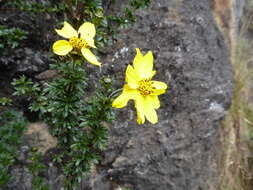 Imagem de Coreopsis sherffii Blake